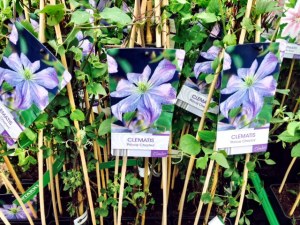 Random picture of Clematis